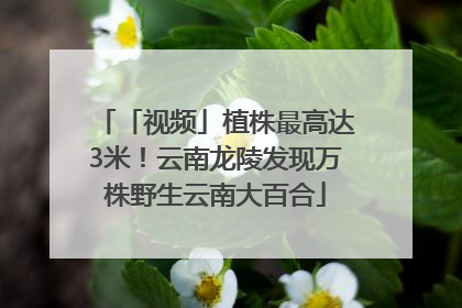 「视频」植株最高达3米！云南龙陵发现万株野生云南大百合