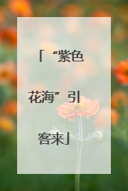 “紫色花海”引客来