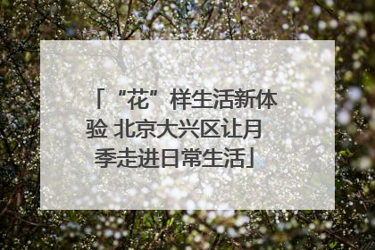 “花”样生活新体验 北京大兴区让月季走进日常生活