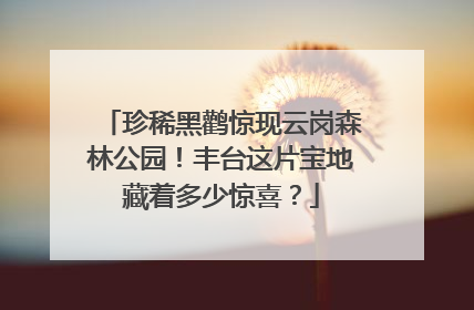 珍稀黑鹳惊现云岗森林公园！丰台这片宝地藏着多少惊喜？