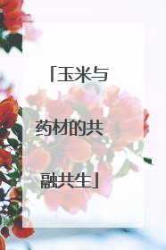 玉米与药材的共融共生