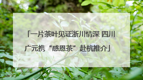 一片茶叶见证浙川情深 四川广元携“感恩茶”赴杭推介