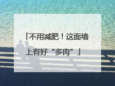 不用减肥！这面墙上有好“多肉”