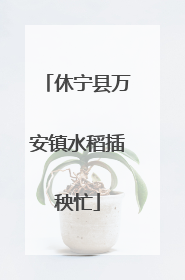 休宁县万安镇水稻插秧忙