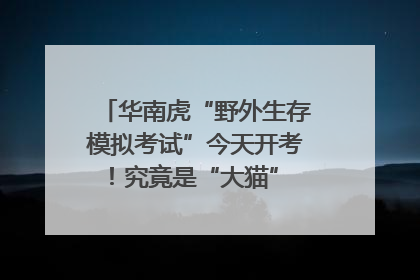 华南虎“野外生存模拟考试”今天开考！究竟是“大猫” 还是顶级猎食者？