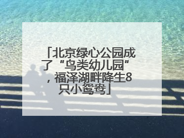 北京绿心公园成了“鸟类幼儿园”，福泽湖畔降生8只小鸳鸯