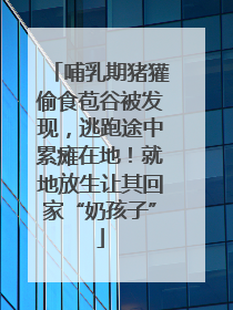 哺乳期猪獾偷食苞谷被发现，逃跑途中累瘫在地！就地放生让其回家“奶孩子”
