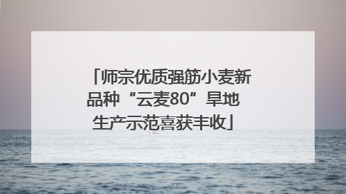 师宗优质强筋小麦新品种“云麦80”旱地生产示范喜获丰收