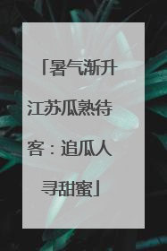 暑气渐升江苏瓜熟待客：追瓜人寻甜蜜