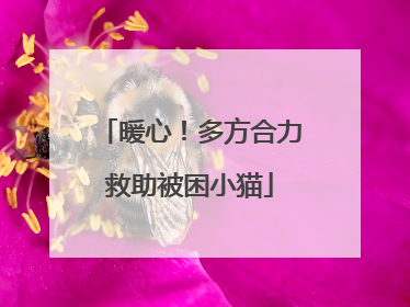 暖心！多方合力救助被困小猫