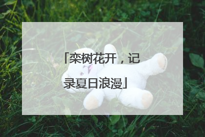 栾树花开，记录夏日浪漫