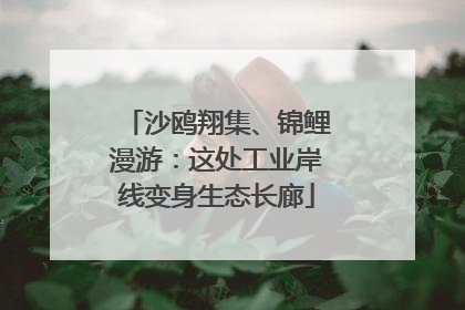 沙鸥翔集、锦鲤漫游：这处工业岸线变身生态长廊