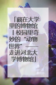 藏在大学里的博物馆丨校园里奇妙的“动物世界”——走进河北大学博物馆
