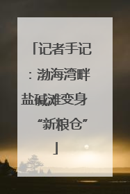 记者手记：渤海湾畔盐碱滩变身“新粮仓”