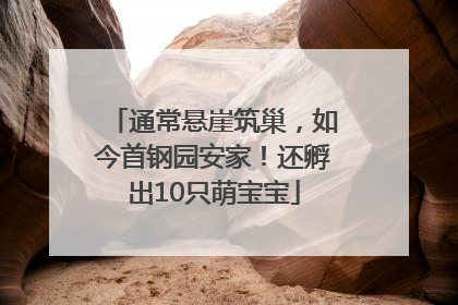 通常悬崖筑巢，如今首钢园安家！还孵出10只萌宝宝