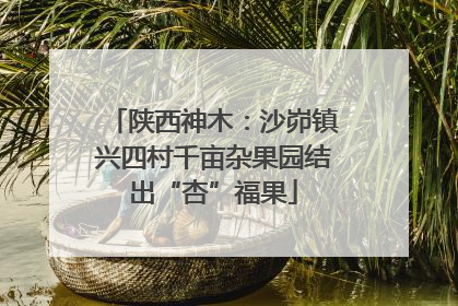 陕西神木：沙峁镇兴四村千亩杂果园结出“杏”福果